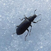 False Mealworm Beetle