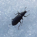 False Mealworm Beetle