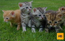 Kittens Wallpaper HD New Tab Theme© small promo image