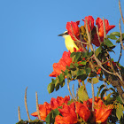 Great Kiskadee and Finch interaction