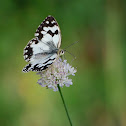 Medioluto ibérica (Iberian marbled white)