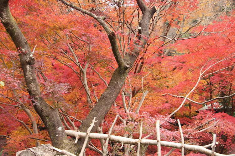 180SXの紅葉を見に・丹沢大山国定公園・野暮用って何⁉️・2020最後のドライブ・第二の故郷、伊勢原市に関するカスタム事例の投稿画像4枚目