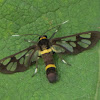 Clearwing Wasp Moth