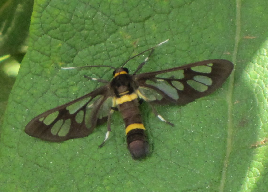 Clearwing Wasp Moth