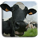 Funny Cows Live Wallpaper icon