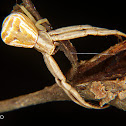 Twig crab spider