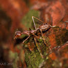 Weaver ant