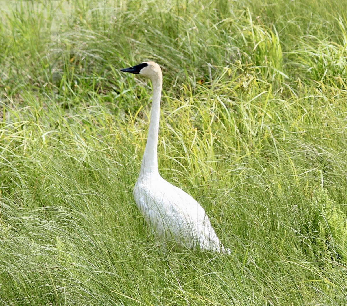 Trumpeter Swan