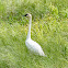 Trumpeter Swan