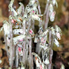 Indian Pipe