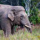 Asian Elephant