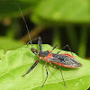 Assassin bug