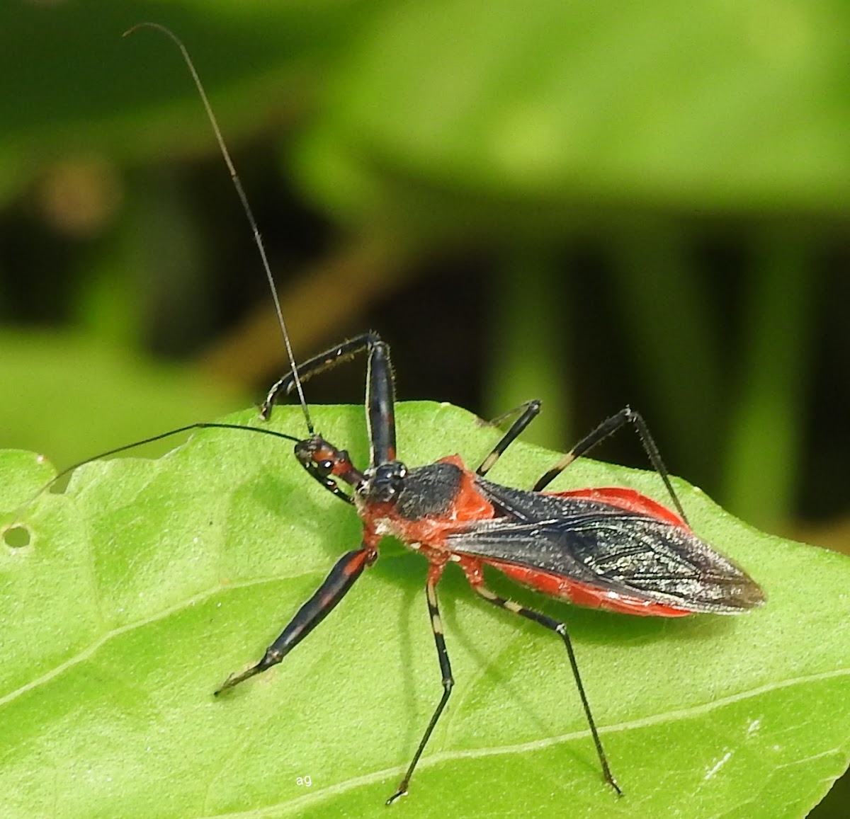 Assassin bug