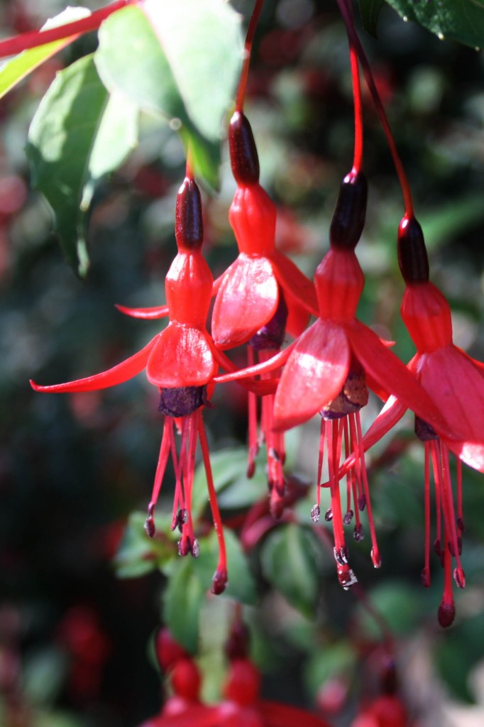 Flowers di photographie