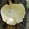 Oyster mushroom