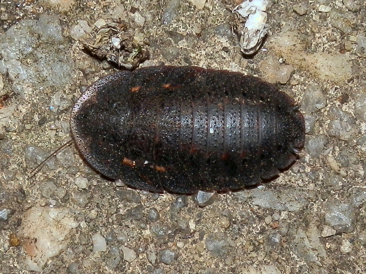 Bark Cockroach - female