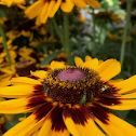 Spotted Cucumber Beetle