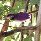 Rufous-tailed tailorbird