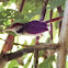 Rufous-tailed tailorbird