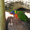 Rainbow lorikeet