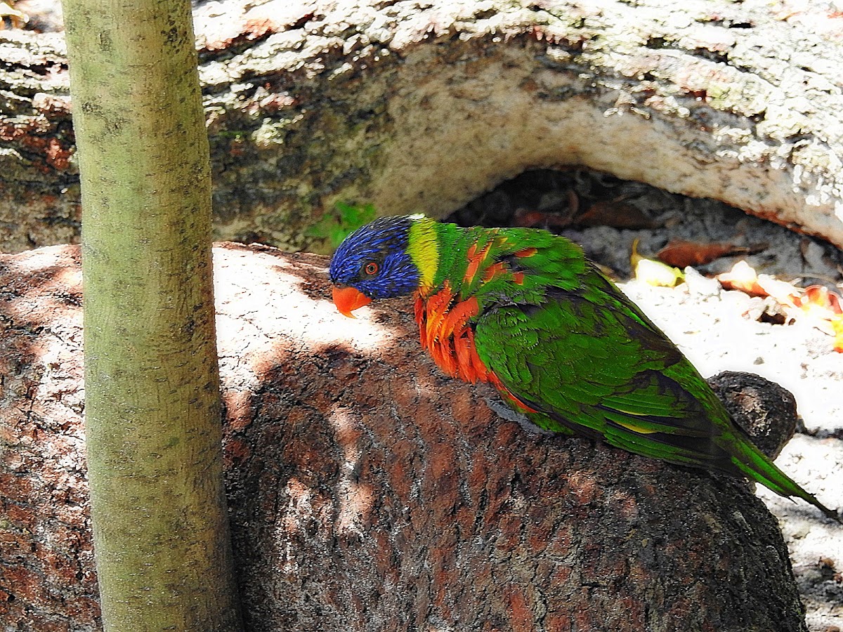 Rainbow lorikeet