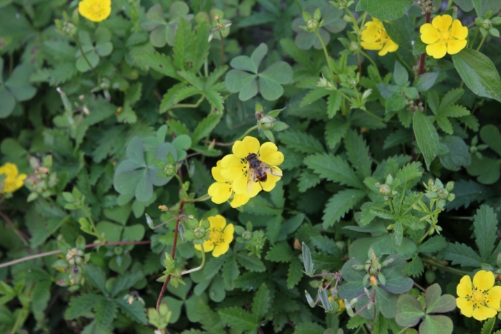 Fiore  ape di lorenza84