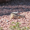 White-tailed Antelope Ground-Squirrel