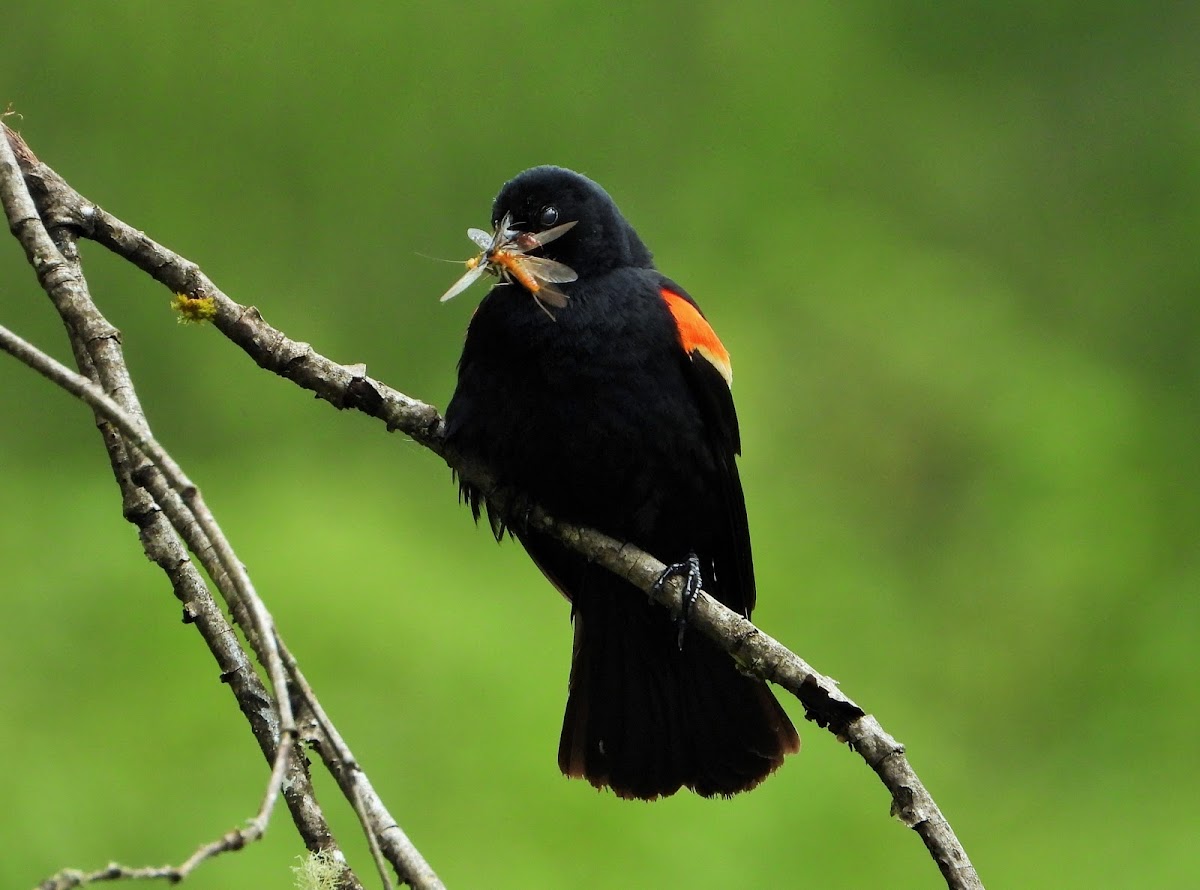 Red-winged blackbird with prey