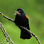 Red-winged blackbird with prey