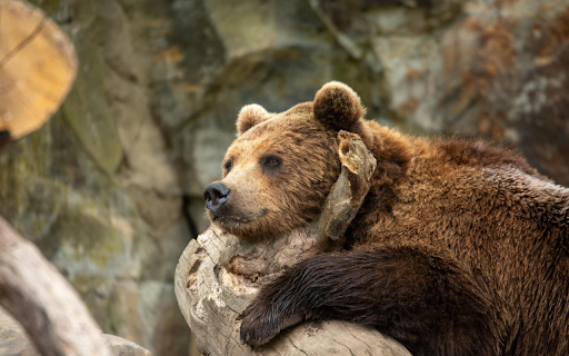 Resting Brown Bear screenshot 1