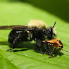 Bee-like Robber Fly