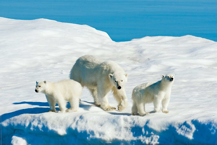 A mother polar bear and her two cubs are spotted on pack ice in Svalbard, Norway, during a Lindblad Expeditions visit.