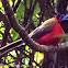 Red-naped Trogon