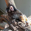 Black-tufted Marmoset