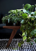 Indoor plants will benefit from a monthly boost of indoor plant food. 