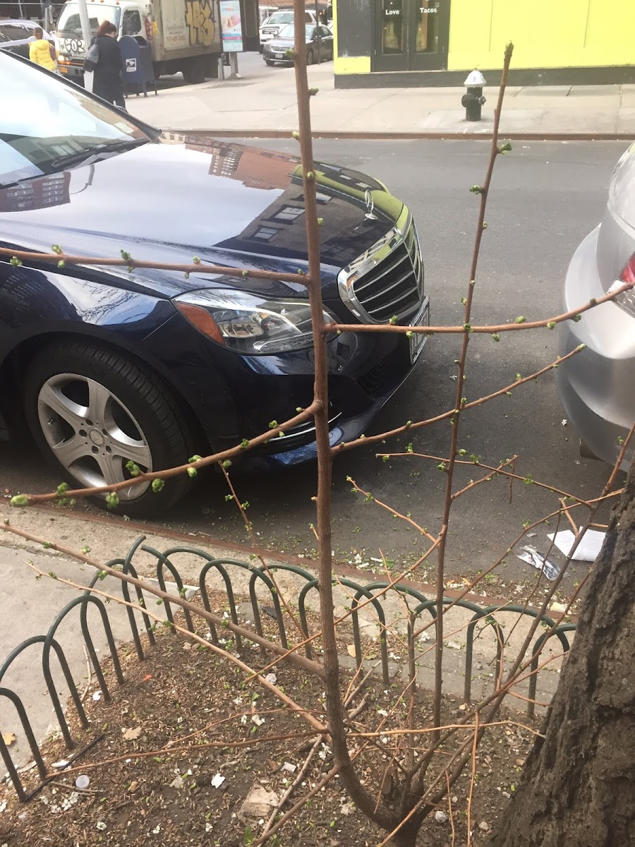 Young Tree with new buds