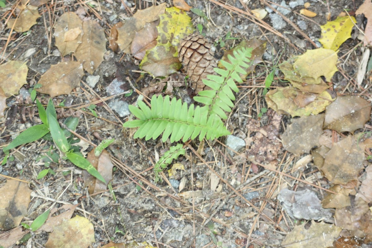 Fern Posted by Joel Neville