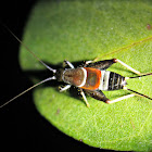 Bush Cricket