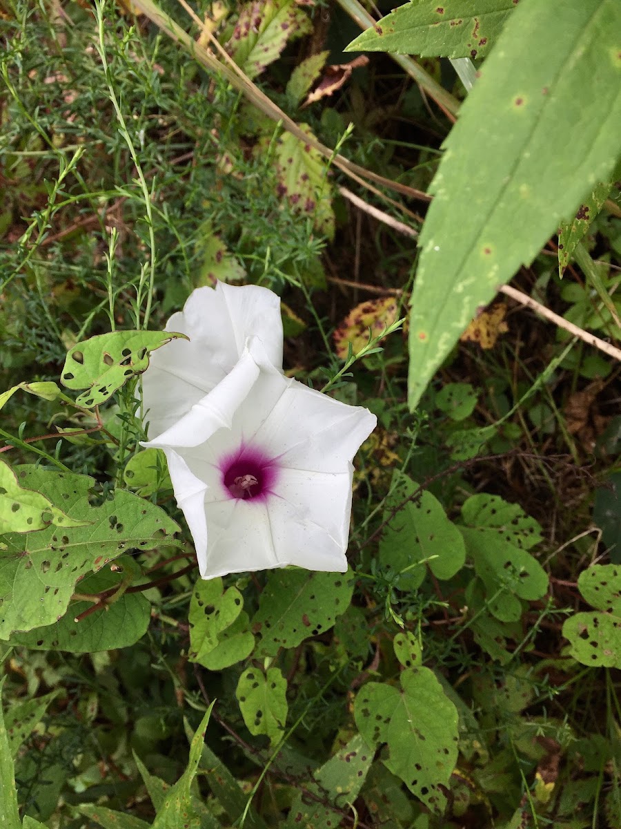 Wild Sweet Potato Vine