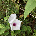 Wild Sweet Potato Vine