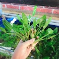 [Mua 5 Tặng 1] Cây Lan Nước - Cây Thuỷ Sinh Dễ Trồng Không Cần Co2