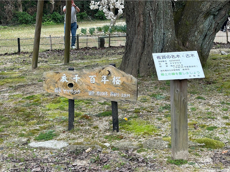 スープラのワイルドスピード・桜とコラボ・4月もよろしくお願い致します🌸・佐賀・ドライブに関するカスタム事例の投稿画像17枚目