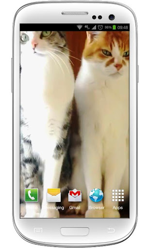 Funny Cats Live Wallpaper