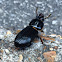 Patent Leather beetle