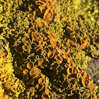 Maritime Sunburst Lichen