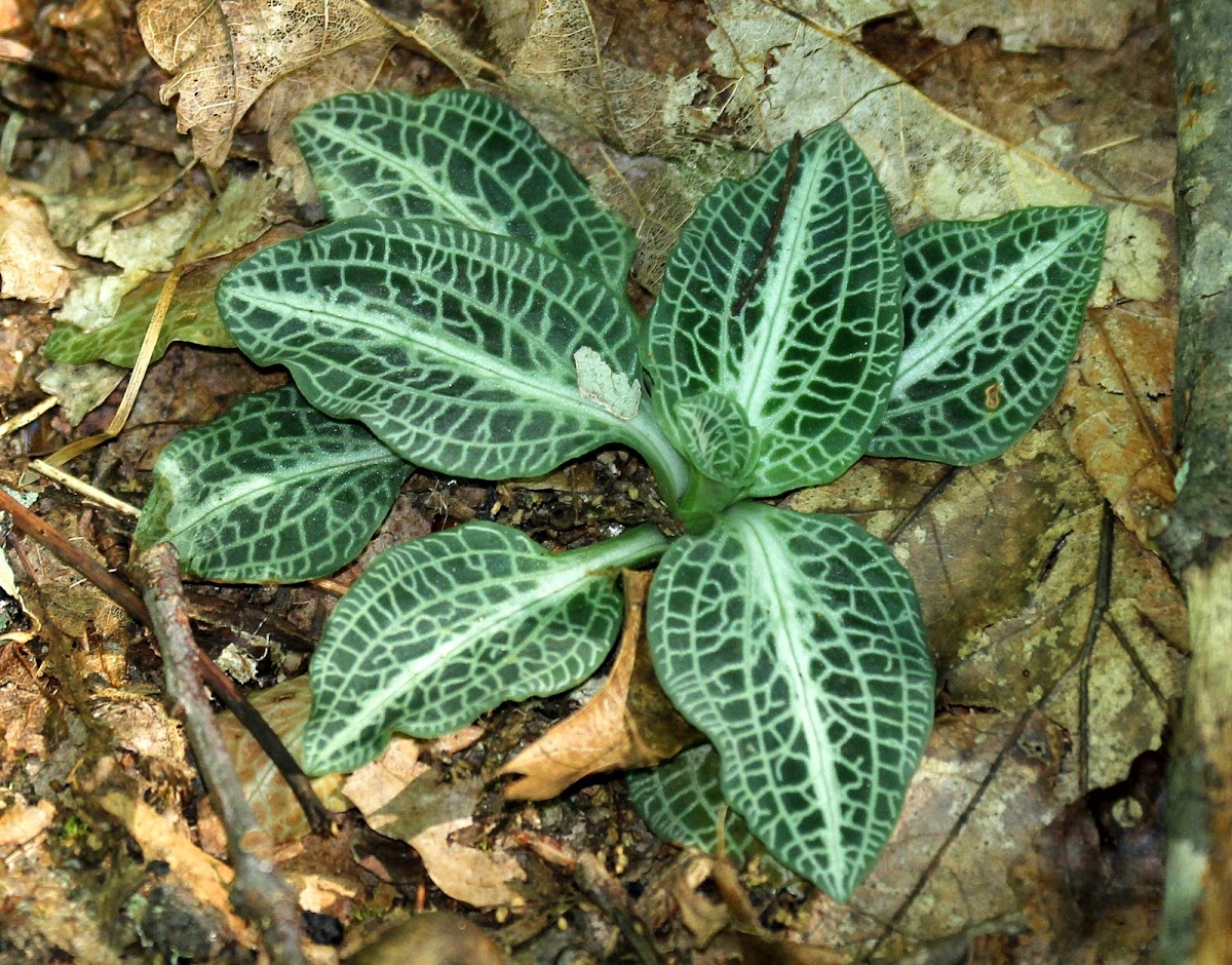 Downy Rattlesnake Plantain