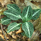 Downy Rattlesnake Plantain