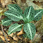 Downy Rattlesnake Plantain