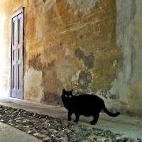 The black cat di 