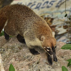 Coatimundi